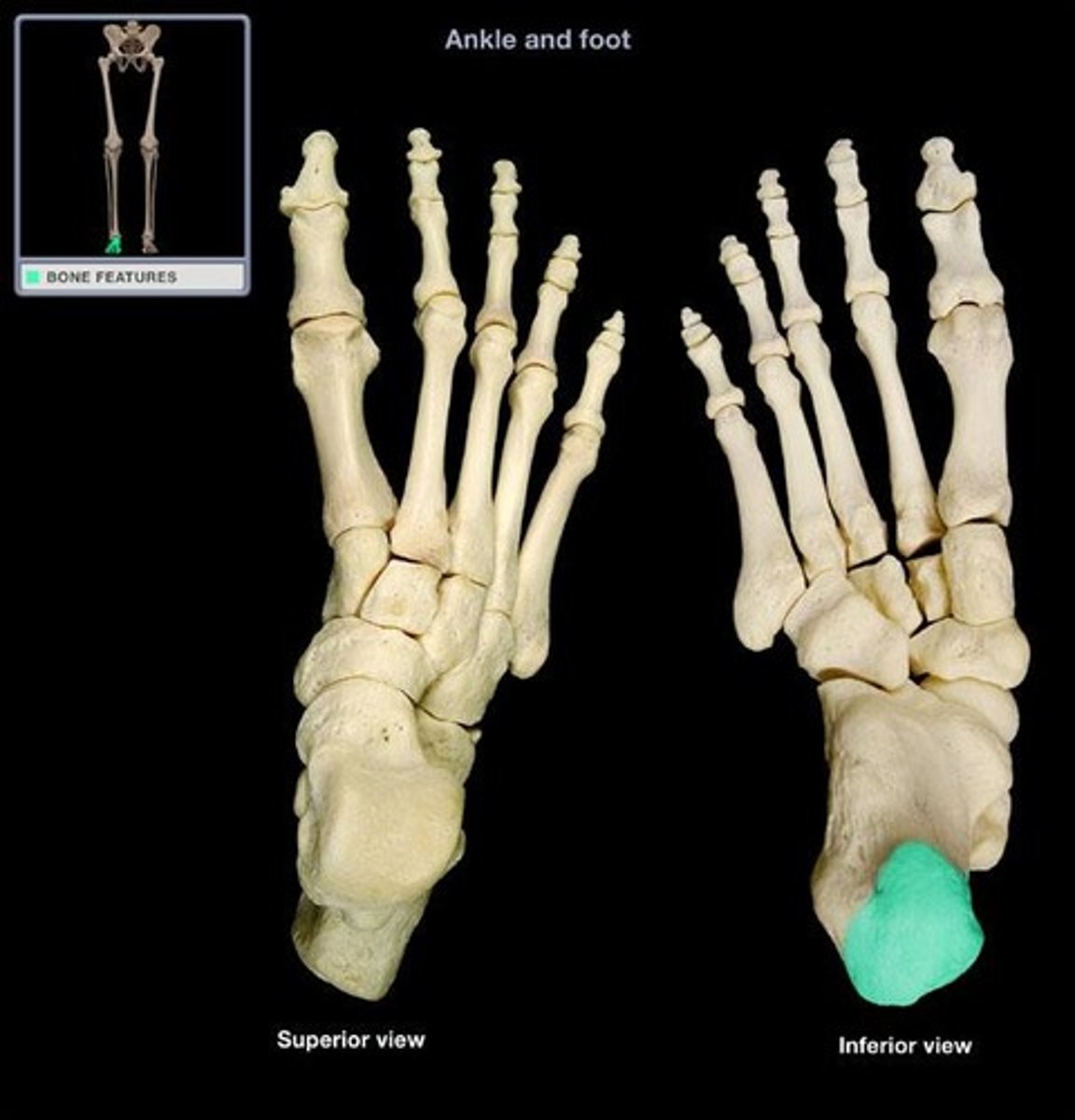 <p>insertion for gastrocnemius (medial/lateral heads), soleus, and plantaris of calcaneus via tendocalcaneus (Achilles tendon)</p>