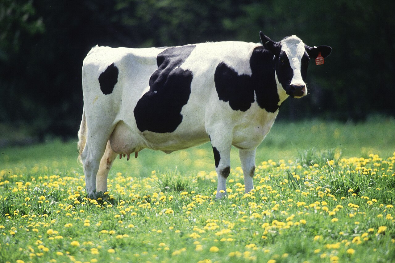 <p>Cow</p>