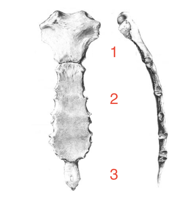<p>2? </p>