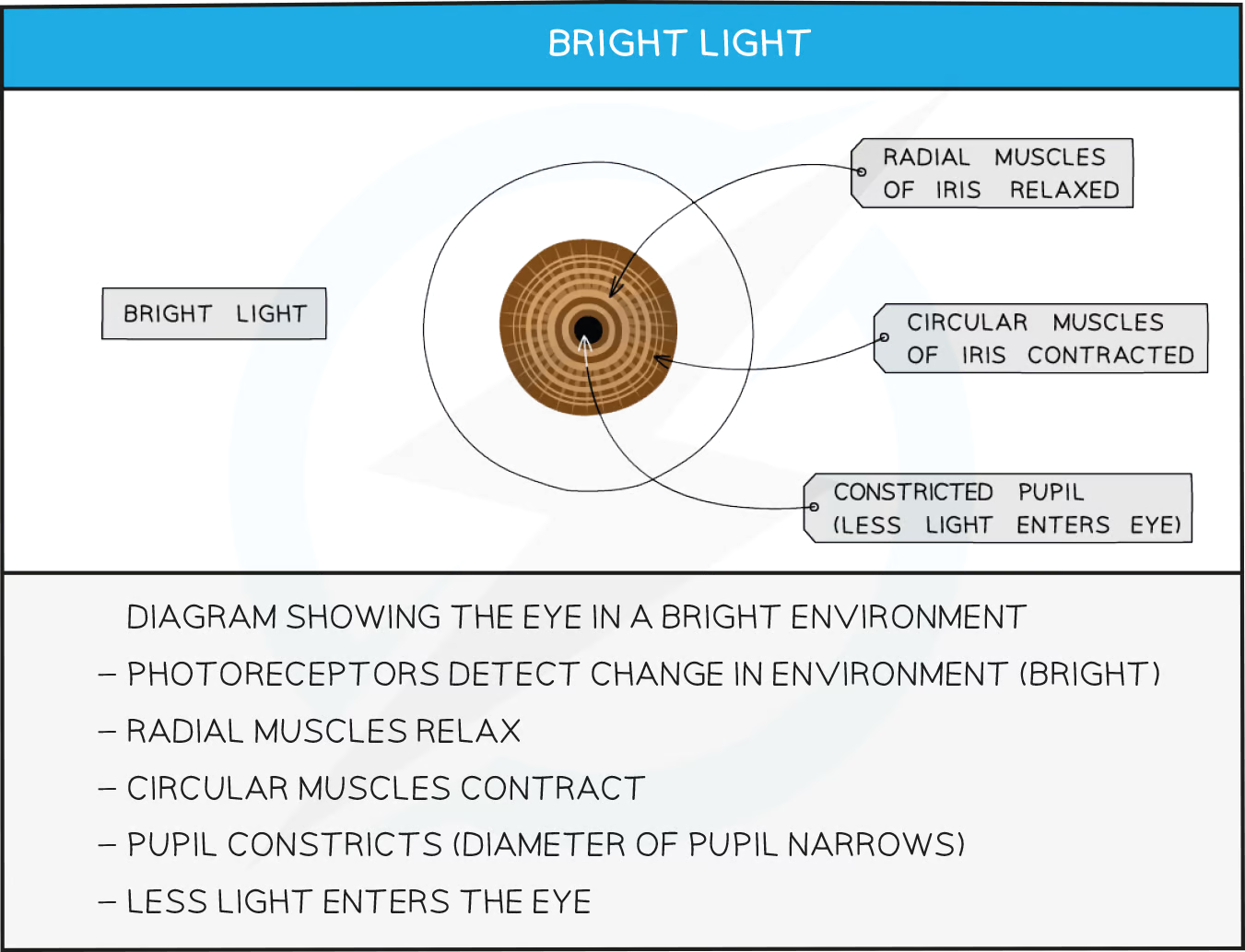 <ul><li><p>When light levels are high the pupil reflex acts to constrict the pupil to reduce light entering the eye and protect the retina; this occurs as follows:</p><ul><li><p>light receptors in the eye detect bright light</p></li><li><p>the&nbsp;<strong>radial muscles relax</strong> and the <strong>circular muscles contract</strong></p></li><li><p>the pupil <strong>constricts</strong></p></li></ul></li></ul><p></p>