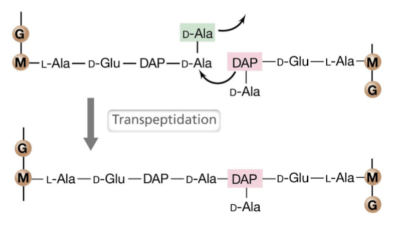 <ul><li><p>Chemical reaction that forms the peptide cross-links.</p></li><li><p>Penicillin binding protein (transpeptidase) connects peptides.</p></li></ul>