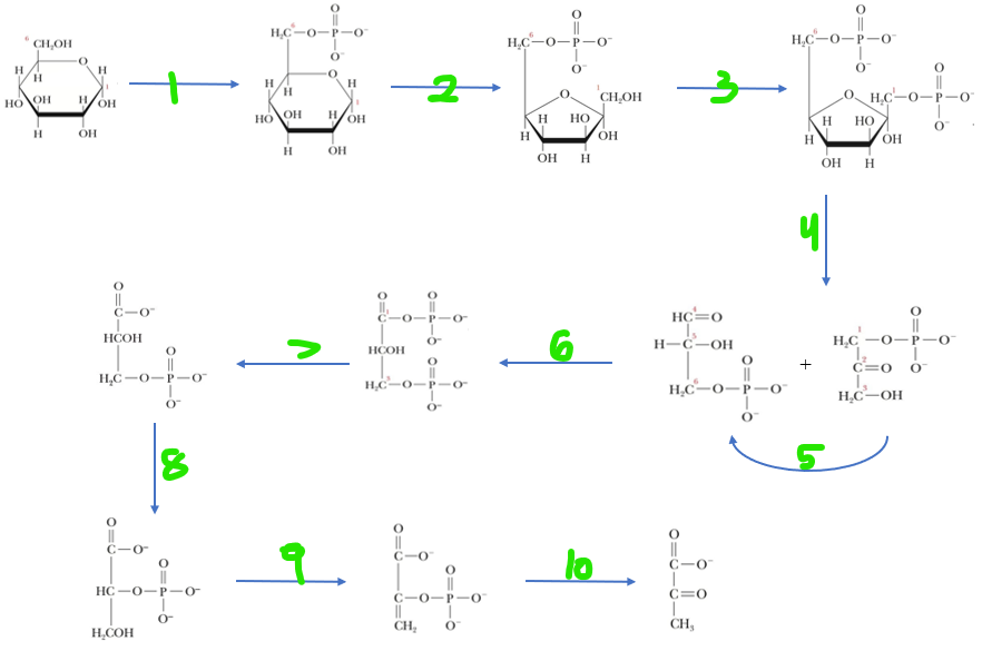 <p>What enzyme occurs at step 3 and what is it inhibited by</p>