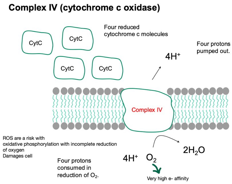 <p><span style="color: green;"><strong><span>Terminal oxidase of ETC</span></strong></span></p><ul><li><p><strong>It transfers electrons from </strong><span style="color: green;"><strong><span>Cytochrome c</span></strong></span><strong> &amp; reduces O<sub>2 </sub>→ H<sub>2</sub>O</strong></p></li><li><p><strong>Has 2 Cu ion centres (Cu<sub>a</sub> Cu<sub>b</sub>) &amp; 2 cytochromes</strong></p></li><li><p><strong>Electrons are passed through these 2 cyt with the nearby Cu ion transferring e- to O<sub>2</sub> , reducing it to H<sub>2</sub>O</strong></p></li></ul><ul><li><p><strong>pumps 2 protons out of the matrix into the intermembrane space.</strong></p></li></ul><p></p>