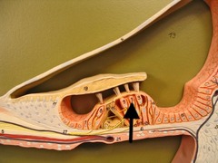 vibration of the endolymph causes them to bend and detect sound