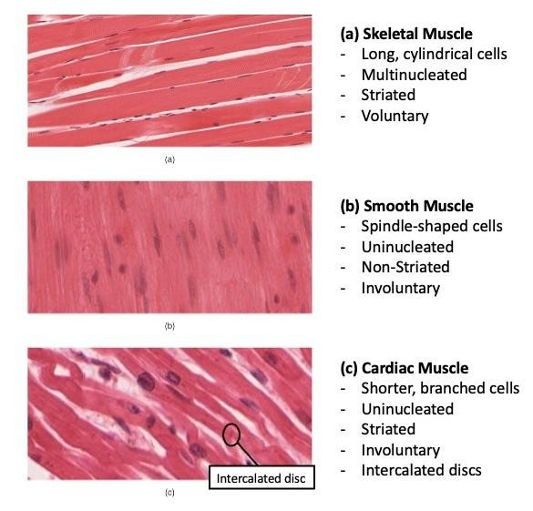 <p>What are the 3 types of muscle tissue? Are they striated, nonstriated, voluntary, or involuntary?</p>