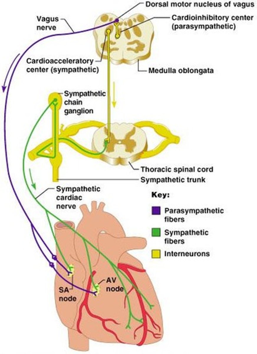 <p>It stimulates the heart.</p>