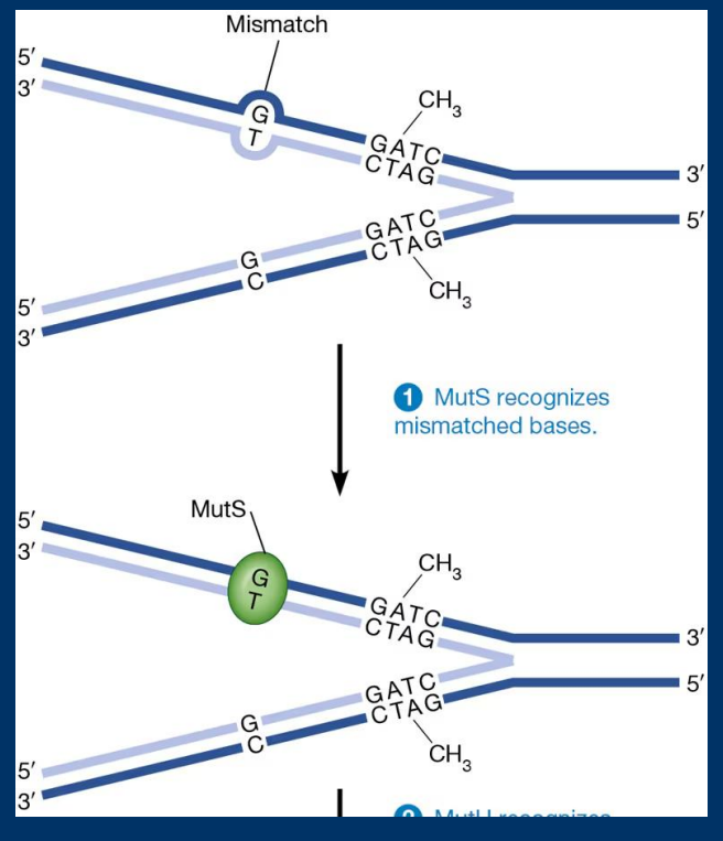 <p>•<strong> Mismatch repair</strong> fixes errors caused by DNA Polymerase during DNA synthesis (but missed by proofreading function) </p><p> • Base pair mismatches/indels recognized by poor hydrogen bonding </p><p>• Regulated by proteins of the<strong> hMut family</strong></p>