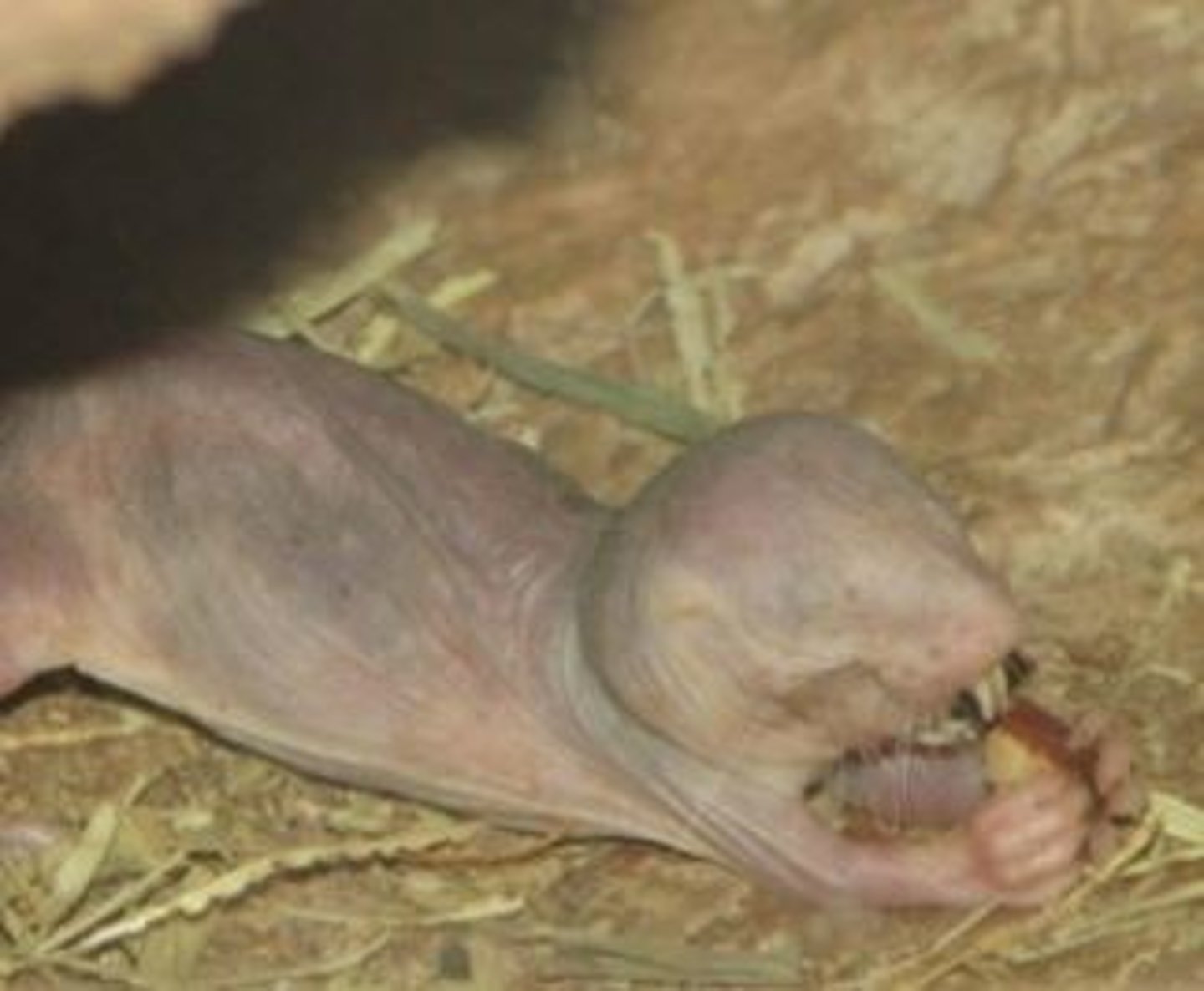<p>What animal is this?</p>