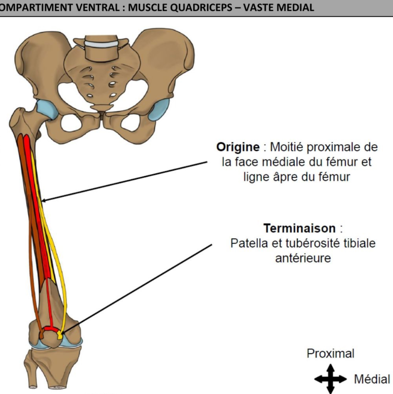 <ul><li><p>plan superficiel</p></li><li><p>Fibres musculaires orientés pratiquement horizontalement </p></li><li><p>Lèvre médiale de ligne âpre fémorale à moitié proximal E de la face médiale du fémur </p></li><li><p>Patella &amp; tubérosité tibiale antérieur </p></li></ul><p></p>