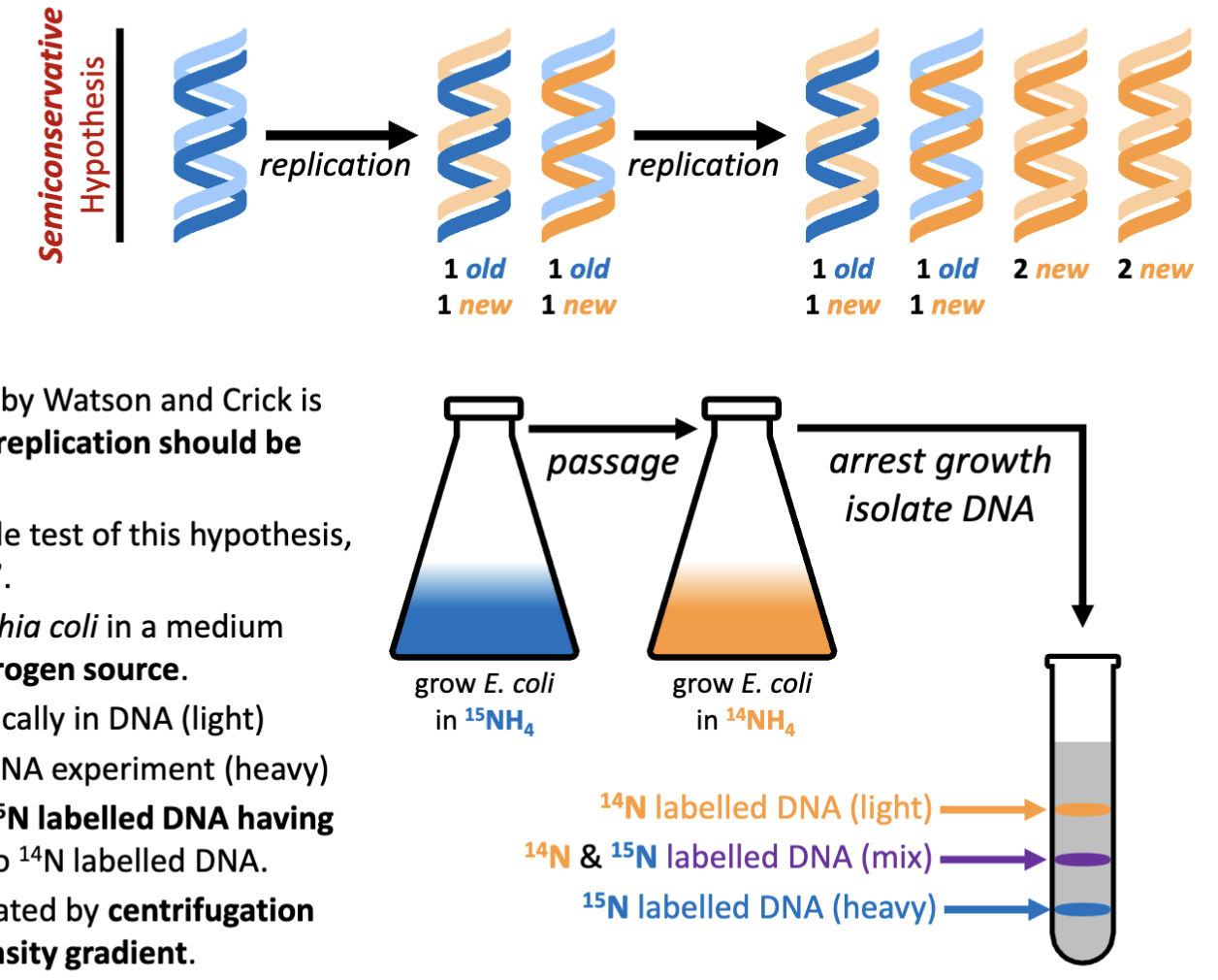 <p><span>Meselson and Stahl design a simple test of this hypothesis, called “the beautiful experiment”</span></p><p><span>Meselson and Stahl grow Escherichia coli in a medium containing <sup>15</sup>NH<sub>4</sub>Cl as the sole nitrogen source.</span></p><p><span><sup>14</sup>N – the abundant isotope typically in DNA (light)&nbsp;</span></p><p><span><sup>15</sup>N – the isotope for labelling DNA experiment (heavy)</span></p><p><span>DNA is 17% nitrogen resulting in 15N labelled DNA having a 1.2% increase in mass relative to 14N labelled DNA.</span></p><p><span>This mass difference can be separated by centrifugation using a cesium chloride (CsCl) density gradient</span></p><p>take parental bacteria allow it to divide with N14 source will result in the production of new DNA of components that are lighter</p><p>perform acid isolation of nucleic acids (last class)</p>