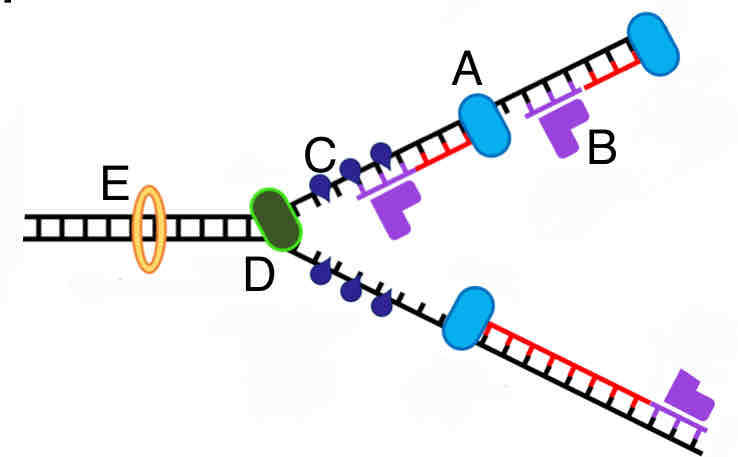 <p>What replication enzyme is labeled B in the picture?</p><p>A. RNA primase</p><p>B. DNA polymerase</p><p>C. Topoisomerase</p><p>D. Single strand binding proteins</p><p>E. Helicase</p>