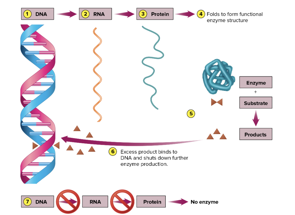 What occurs during **enzyme repression?**