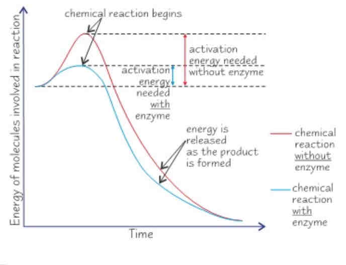 <p>Enzymes lower the activation energy of a reaction, this is the certain amount of energy needed for a reaction to begin. This happens when the substrate and enzyme form the enzyme-substrate complex, for two reasons:</p><ul><li><p>If two substrate molecules need to be joined, being attached to an enzyme holds them close together which reduces any repulsion and means they can bond more easily.</p></li><li><p>When the enzyme is in the active site, this puts more strain on the bonds in the substrate, allowing it to break up more easily.</p></li></ul>