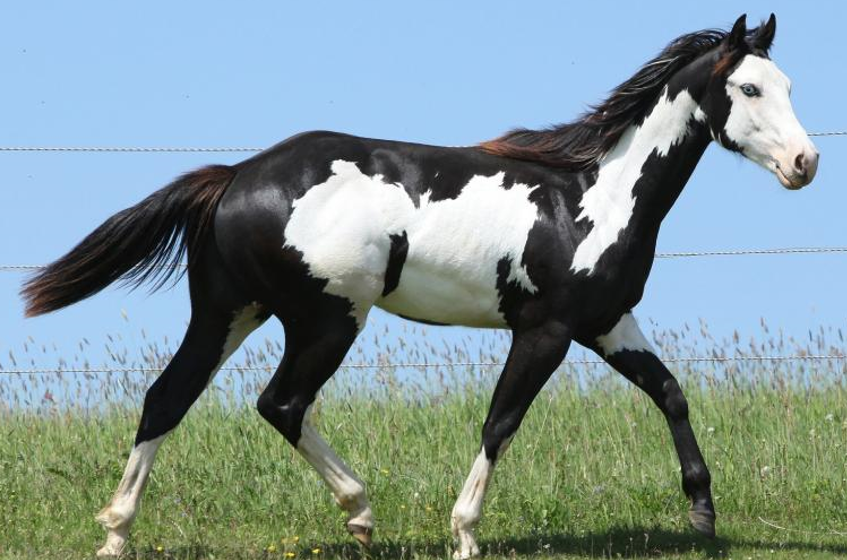 <p>What breed (pattern) is this horse?</p>