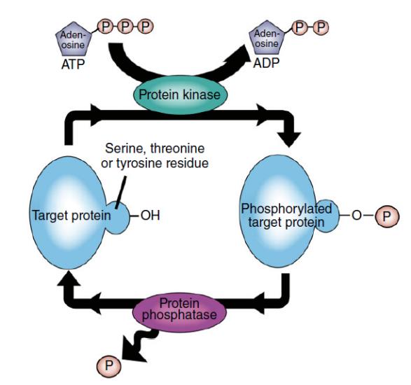 <p>signal proteins</p>