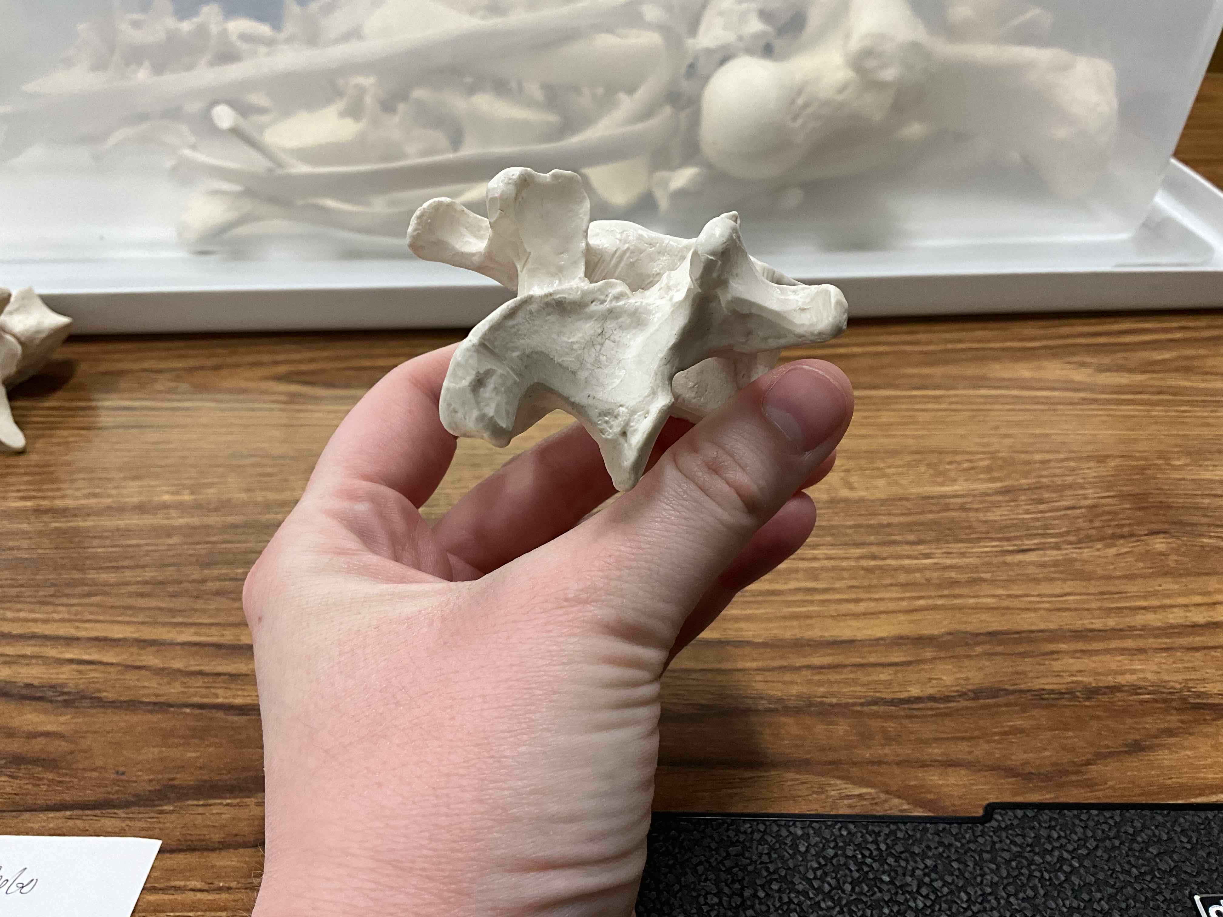 <p>Type of vertebrae</p>