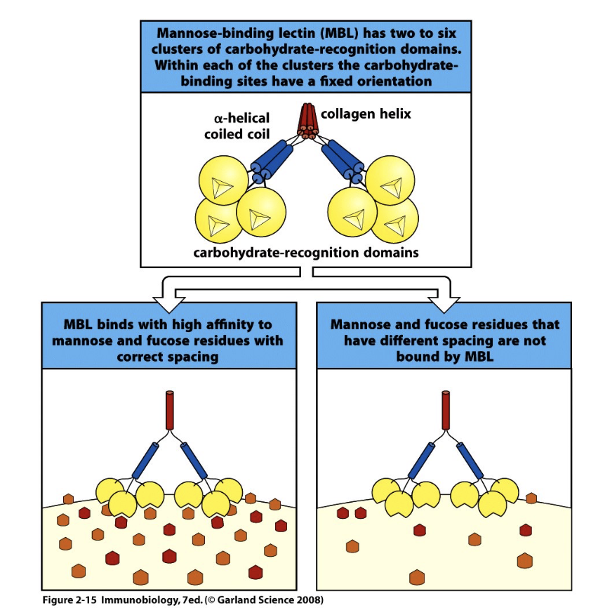 <p>Recognize Pattern:</p><ul><li><p>MBL has clusters of carbohydrate-recognition domains with fixed orientation.</p></li><li><p><strong>Binds</strong> mannose &amp; fucose residues with correct spacing (high affinity) = danger signal</p></li><li><p><strong>Does not bind</strong> if spacing is incorrect = not dangerous</p></li></ul><p></p>