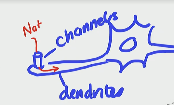 <ol><li><p>It deforms the dendrite/channel</p></li><li><p>the mechanical pressure pushes on the dendrite to open the ion channel with a depolarizing current of Na+ influxing into the cell</p></li><li><p>The influx is from touching the finger</p></li><li><p>When we get this depolarizing influx we create a graded potential, but the depolarizing influx creating graded potential is a “Receptor Potential”</p></li></ol><p></p>