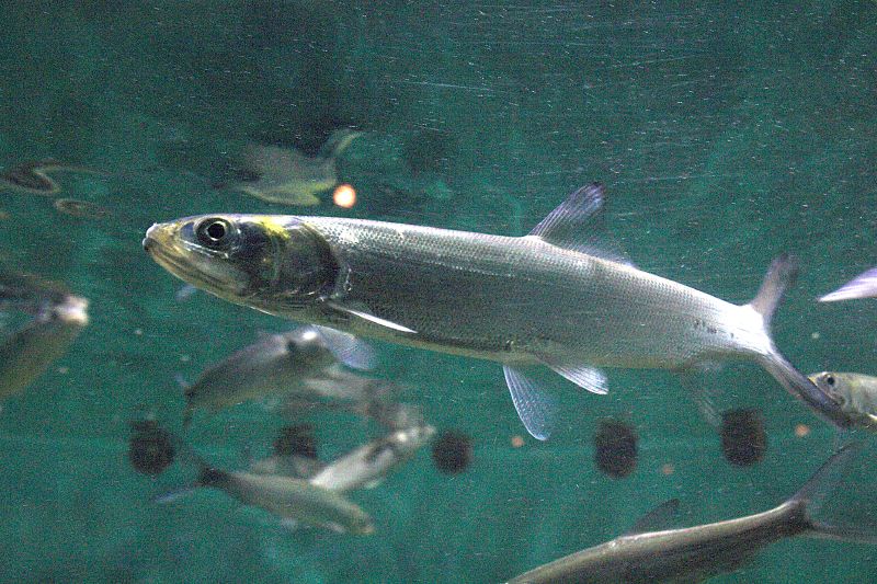 <p>Order Elopiformes</p>