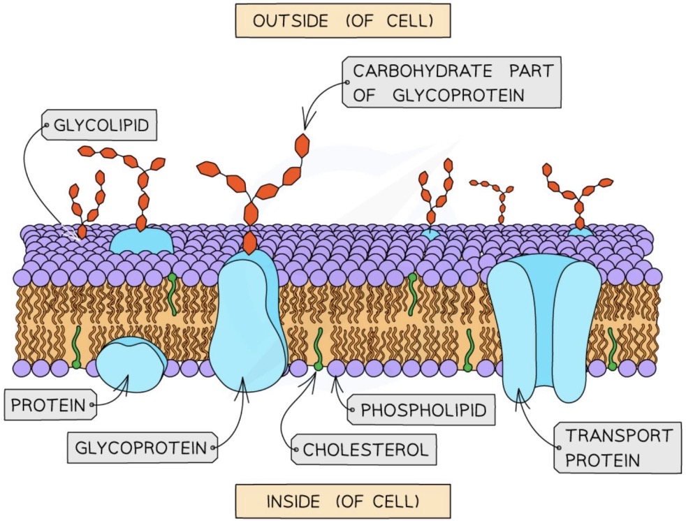 <p><span>- Phospholipids form a continuous bilayer with the hydrophilic heads facing outwards and the hydrophobic tails facing inwards</span></p><p><span>- The bilayer is fluid since the phospholipids are constantly moving</span></p><p><span>- Cholesterol molecules are</span><span><span> imbedded within the bilayer and bind to the hydrophobic tails</span></span></p><p><span>- </span><span><span>Intrinsic proteins are imbedded throughout the bilayer whereas extrinsic proteins are only found on one side of the bilayer</span></span></p><p><span>- Some proteins have a polysaccharide chain attached, forming glycoproteins</span></p><p><span>- Some lipids have a polysaccharide chain attached, forming glycolipids</span></p>