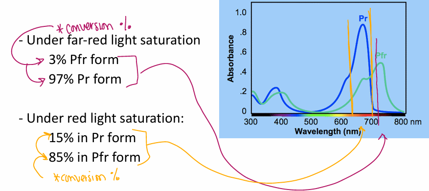 <p>Maximum Absorbance: </p><p>Pr = 666 nm <br>Pfr = 730 nm</p><p>** never have 100% of one form due to the overlap in the absorption spectra</p>