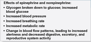 <p>catecholamine compounds released by the adrenal medulla for the “fight-or-flight” stress response</p><ul><li><p>increase the rate of glycogen breakdown in liver cells</p></li><li><p>trigger the release of glucose and fatty acids into the blood</p></li><li><p>raise the rate of oxygen delivery to body cells</p></li><li><p>direct blood toward heart, brain, and skeletal muscles and away from skin, digestive system, and kidneys</p></li></ul><p></p>