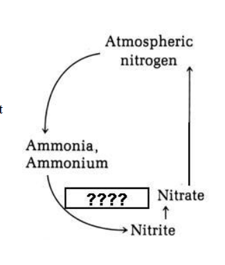 <p>Which of the following would be the most appropriate term to put</p><p>in the box marked "????" in the image at the right?</p><p>A. N2</p><p>B. denitrification</p><p>C. nitrogen fixation</p><p>D. nitrification</p><p>E. nitrate reduction</p>