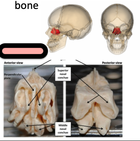 <p>Small bone sits anterior to sphenoid bone</p>