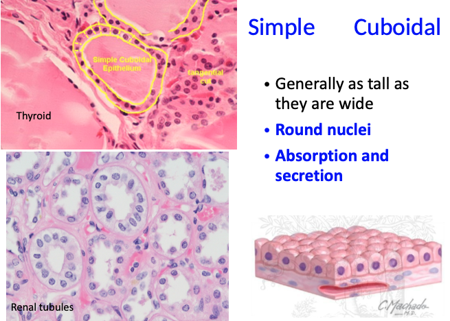 <ul><li><p>As tall as they are wide</p></li><li><p>Round nuclei</p></li><li><p>Absorption and secretion</p></li></ul><p></p>