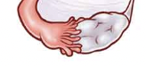 <p>Two olive shaped organs on each side of the uterus in the pelvic abdominal cavity. Produce eggs (ova) and sex hormones estrogen &amp; progesterone. Held in place by ligaments. </p>