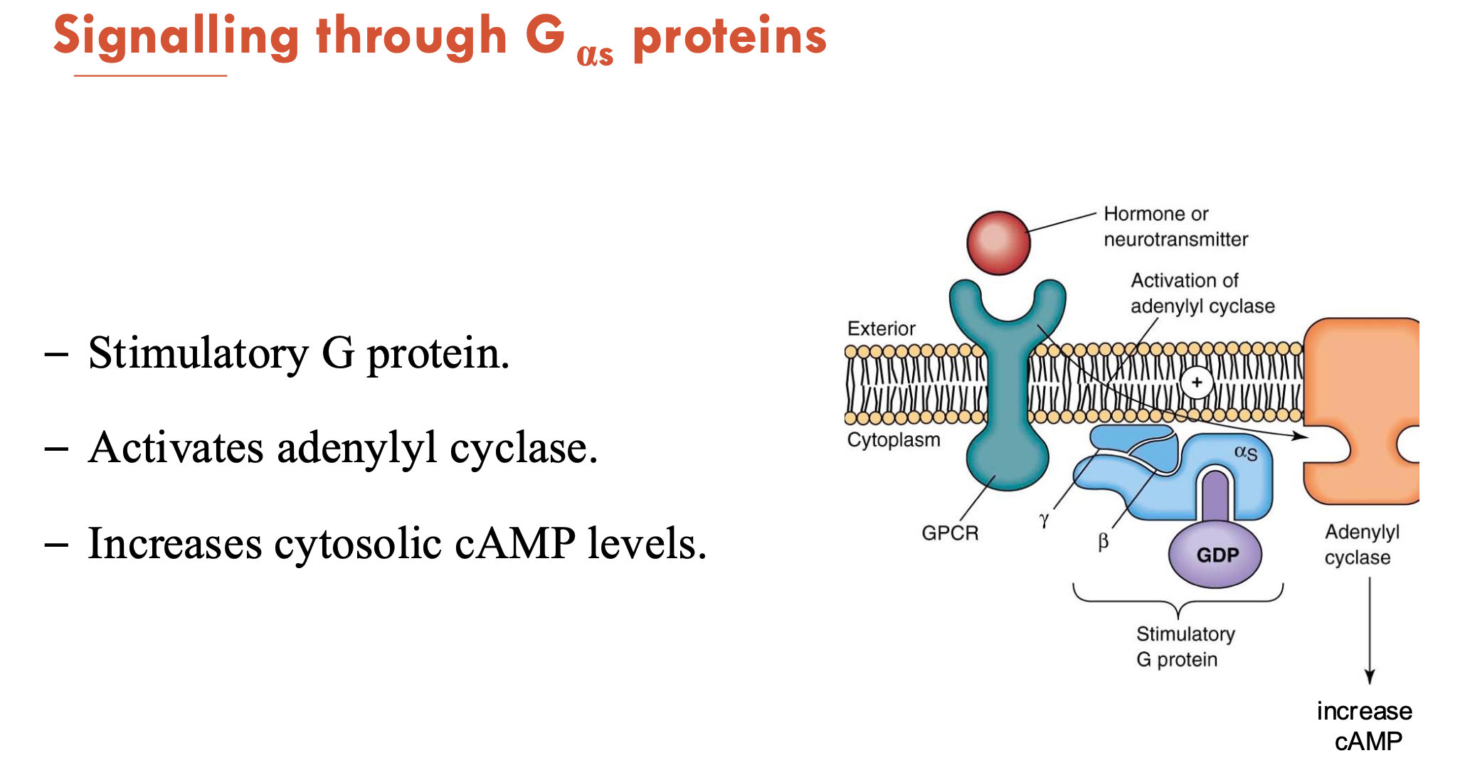 <p>G<sub>αs</sub> is a stimulatory G protein</p><ul><li><p>activates adenylyl cyclase → increases cytosolic cAMP levels</p></li></ul><p></p>