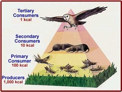 A representation of the distribution of biomass, numbers, or energy among trophic levels