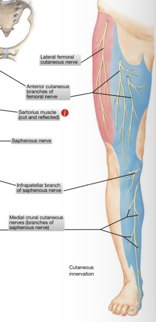 <p><span>šlaunies priekinę raumenų grupę ir šlaunies priekinio paviršiaus odą</span></p>