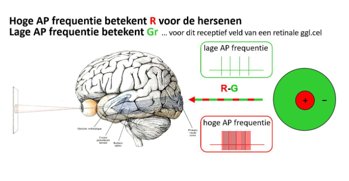 <ul><li><p>optische as: recht door fovea</p><ul><li><p>thv fovea: P-type ganglioncellen</p></li><li><p>kegeltje connecteert met kleine bipolaire cel (midget bipolar cell) → connecteert dan met P-type ganglioncel</p><ul><li><p>ON &amp; OFF P-type ganglioncellen</p></li></ul></li><li><p>organisatie in fovea: zorgt voor scherp zicht (kleinere receptieve velden, fijnere resolutie)</p></li></ul></li><li><p>op center rood licht gericht → toename van actiepotentiaal frequentie</p></li><li><p>op surround groen licht gericht → afname van actiepotentiaalfrequentie</p></li><li><p>center met rood licht &amp; surround met groen licht belichten → er gebeurt niets</p></li><li><p>hele receptieve veld met wit licht beschijnen → er gebeurt niets</p><ul><li><p>want wit licht bevat zowel golflengte voor groen als golflengte voor rood</p></li></ul></li><li><p>hele veld met rood licht beschijnen → toename van actiepotentiaalfrequentie</p></li><li><p>hele veld met groen licht beschijnen → afname van actiepotentiaalfrequentie</p></li></ul><p>→ baan vanuit P-type ganglioncellen via thalamus (LGN) naar cortex stuurt kleurverschilsignaal (ROOD - GROEN)</p><p>(doorzenden van kleurinformatie zit vervat in actiepotentiaalfrequentie)</p>