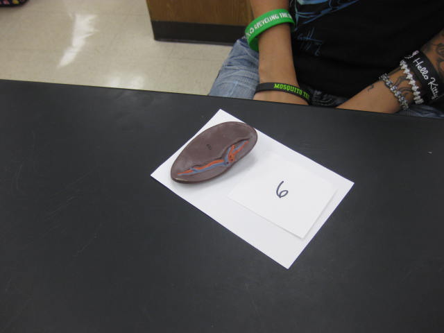 <p>Body Cavities and Body Systems</p><p>Lab Image 1-13</p>