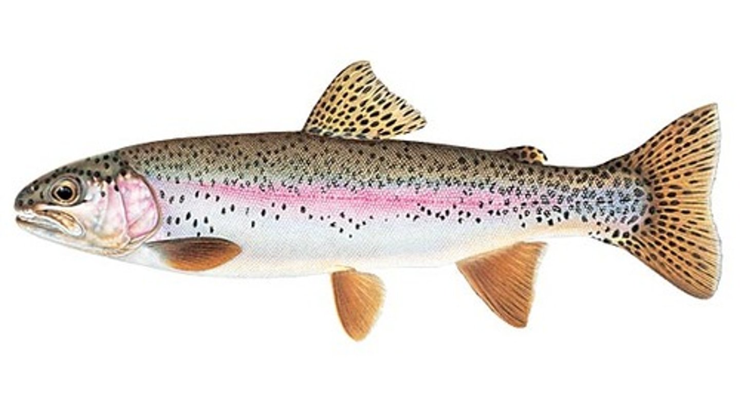<p>Rainbow Trout (Steelhead)</p><p>-White gums</p>