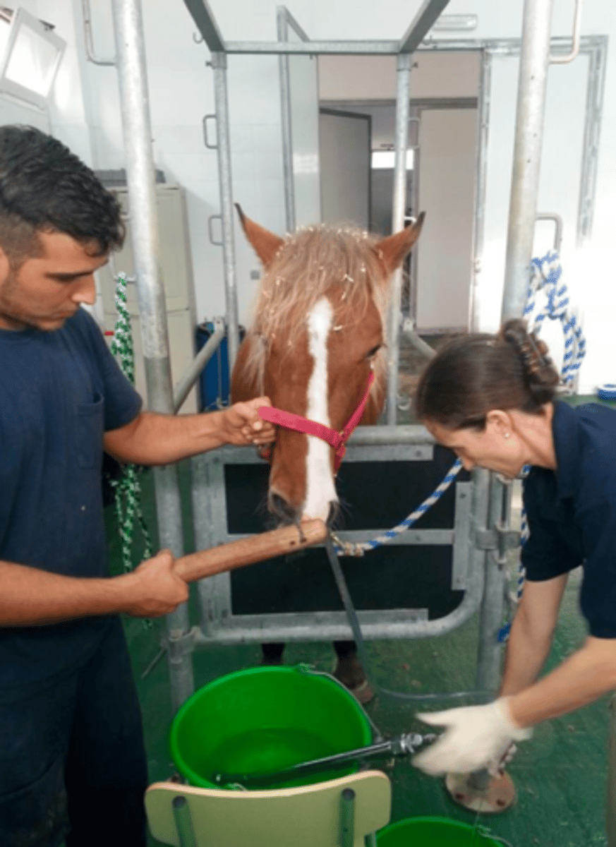 <p>verde</p><p>olor no fuerte</p><p>pH 4-6</p><p><4L</p>