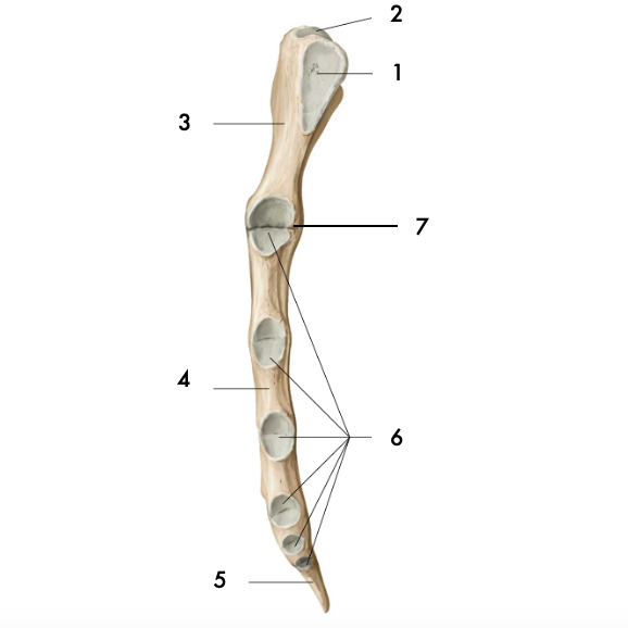 <p>Surface articulaire costale (2ème à 7ème)</p>