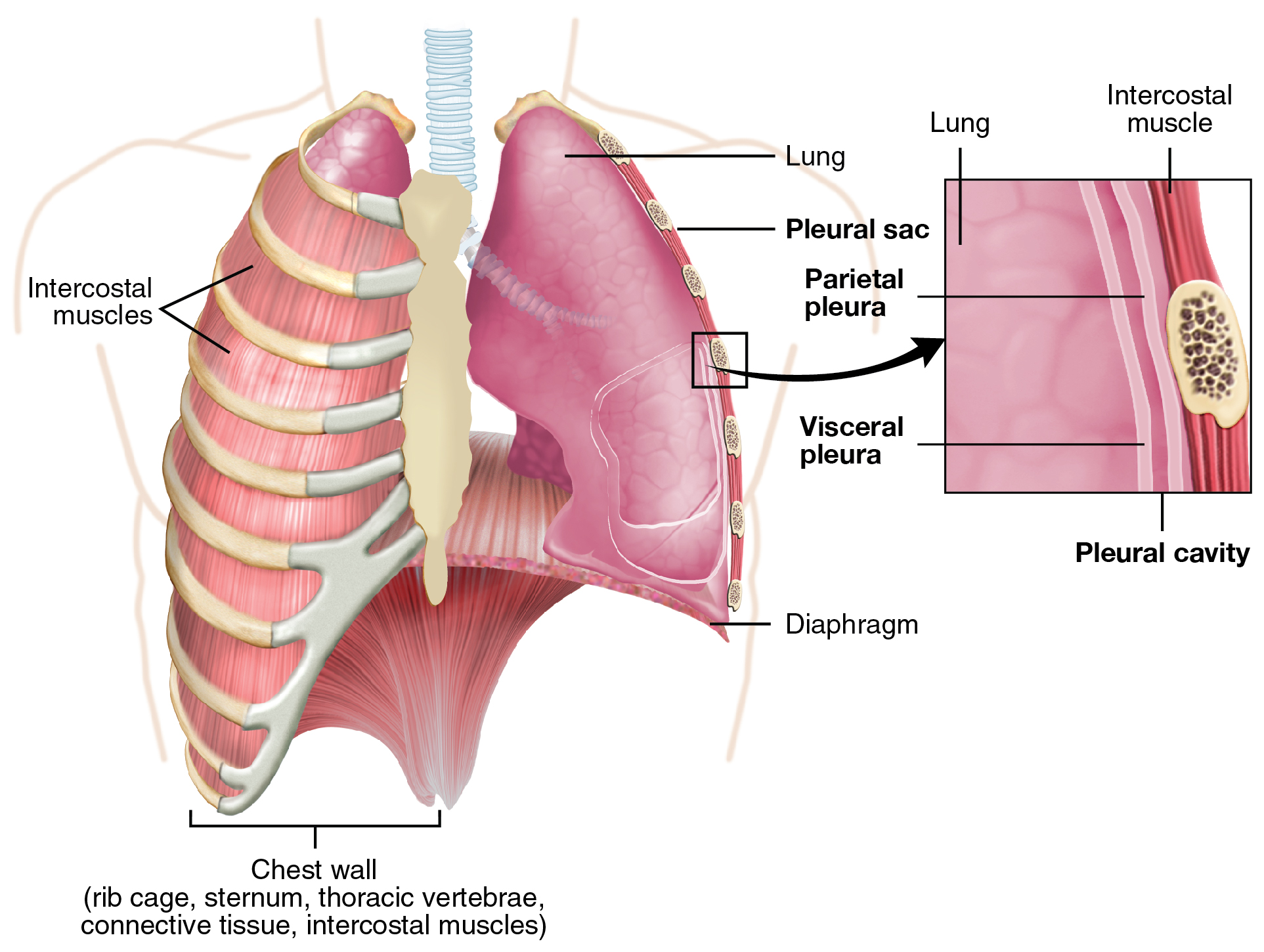 <p>The pleural membranes prevent this from happening, as they line the lungs and the thoracic cavity; the space between the membranes is called the pleural cavity, filled with fluid to allow the membranes to slide against each other without friction</p>