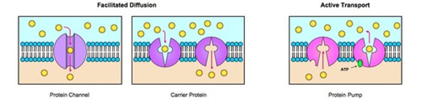 <p>channel, pump, and carrier protein</p>