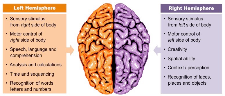 <p>Asymmetric</p><p>dominant function</p><p><strong>the view that distinct brain regions perform certain functions</strong><span style="font-family: Google Sans, Roboto, arial, sans-serif; color: rgb(32, 33, 36)">.</span></p><p>ex: L dominant hemisphere : language</p>