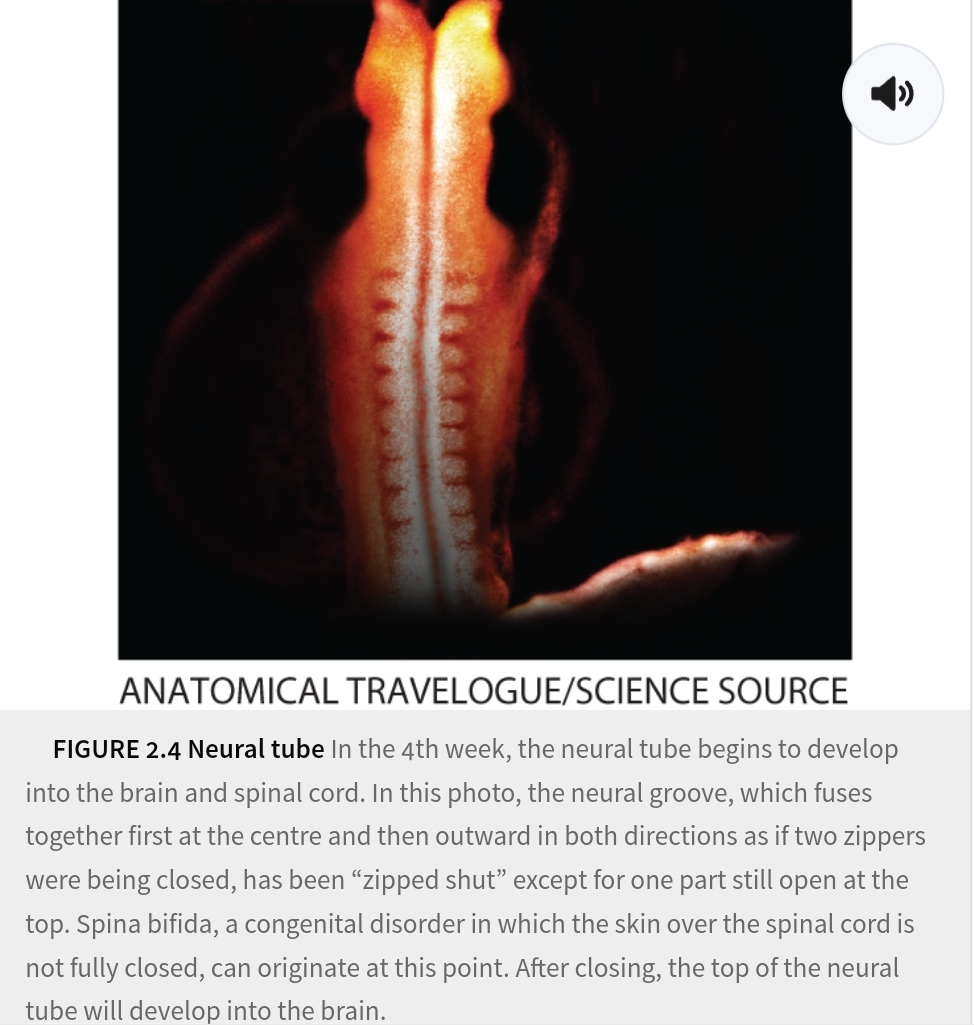 <p>umbilical cord tube containing blood vessels run to fetus</p>