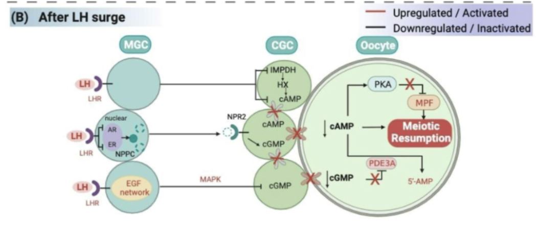 <ol><li><p>decreased g-coupled protein kinase receptor 3 (GPR3) signaling</p></li><li><p>increased PDE3A</p></li><li><p>decreased granulosa/cumulus cGMP</p></li></ol><p></p>
