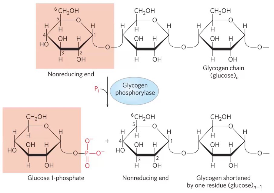 <p>non-reducing end of glycogen chains</p><ul><li><p><span style="background-color: transparent;"><span>A form is active</span></span></p></li><li><p><span style="background-color: transparent;"><span>B form is inactive</span></span></p></li></ul><p>Needs P<sub>i</sub> </p>