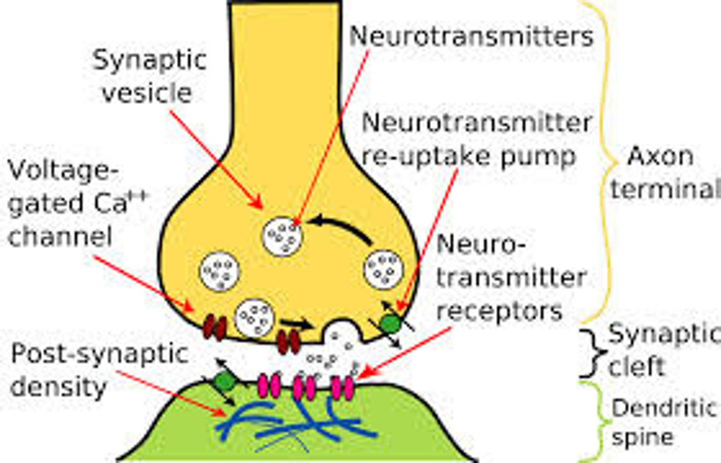 <p>Transmitters taken back into terminals by transporter proteins, where they are repackaged into vesicles for reuse. Astrocytes make sure that the synapse doesn't get overcrowded.</p>