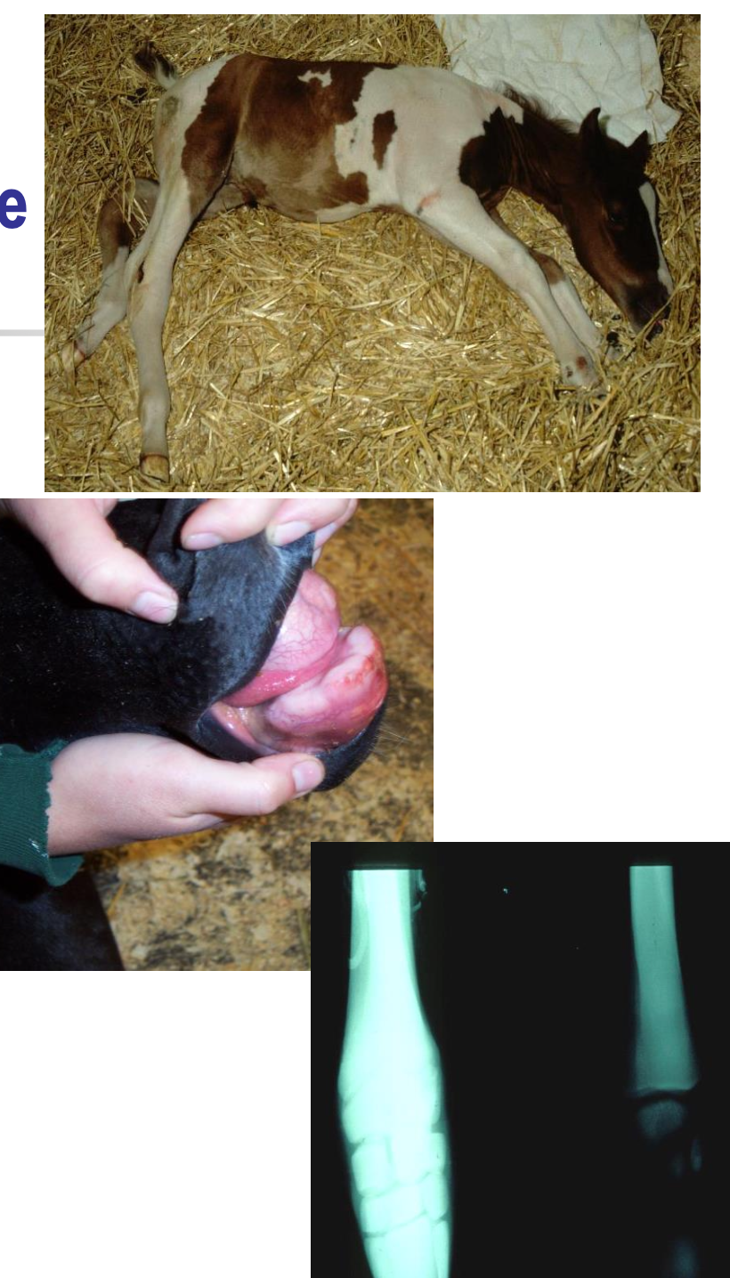 <p>congenital hypothyroidism leading to prolonged gestation, hyperplastic thyroids though normal in size, incomplete ossification of carpal and tarsal bones, forelimb and hindlimb contracture, flexural and angular deformities, common digital extensor tendon ruptures, mandibular prognathism</p>