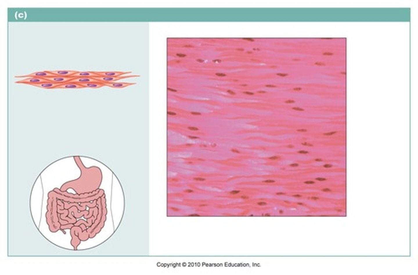 <p>type of muscle tissue is both involuntary and not striated,involuntary muscle is found in the walls of internal organs, such as in the digestive tract, blood vessels, and urinary bladder.</p>