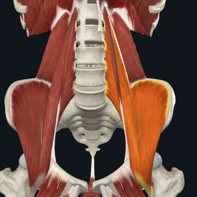 <p>What muscle is this</p>