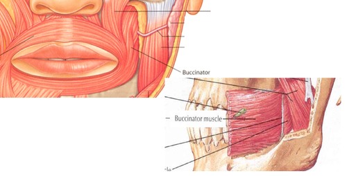 Buccinator
Origin?
Insertion?
Action?