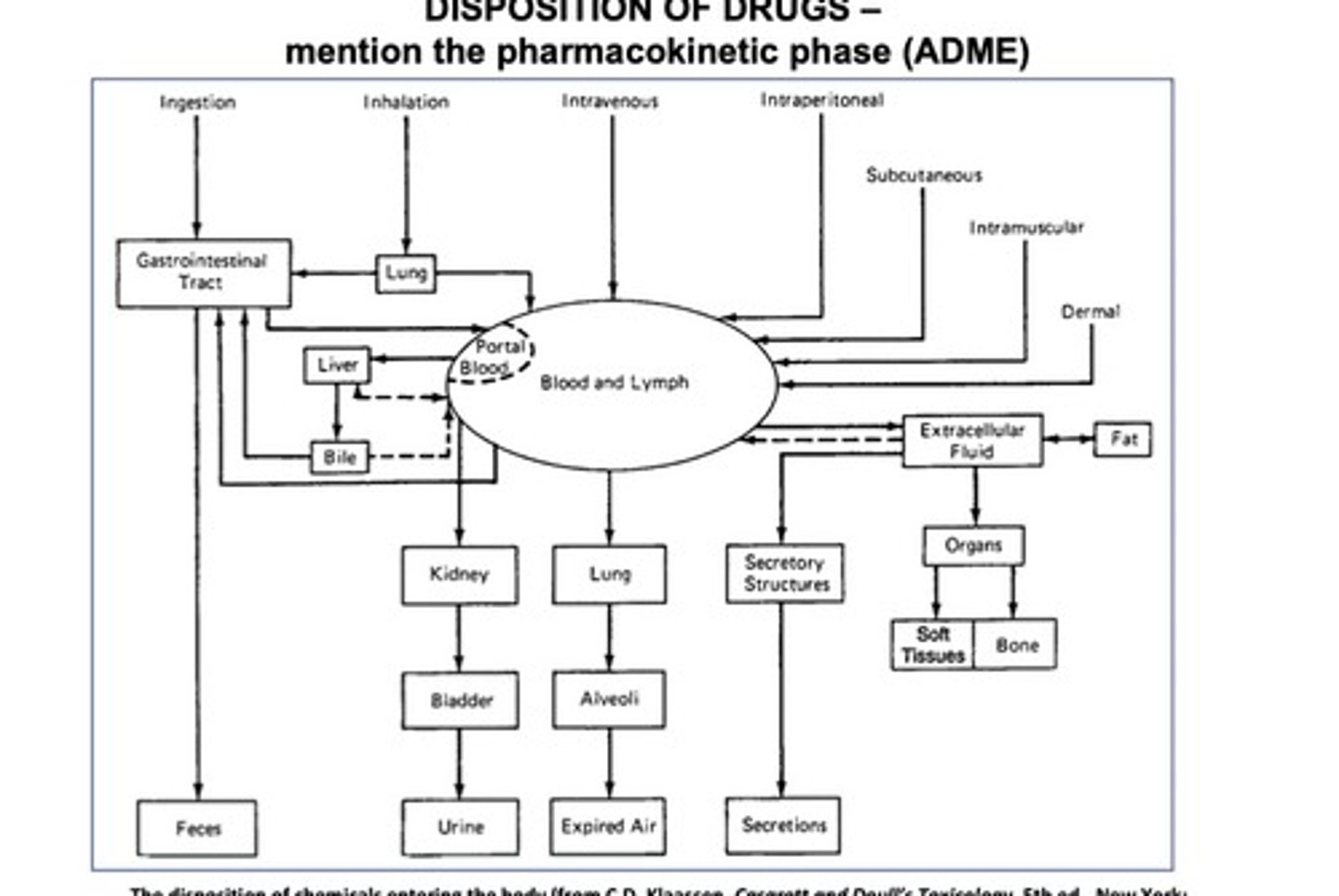 <p>1. feces (via GI)</p><p>2. urine (via kidney)</p><p>3. expired air (via lungs)</p><p>4. secretions (via sweat/sebum)</p>
